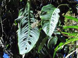 Image of Monstera oreophila Madison