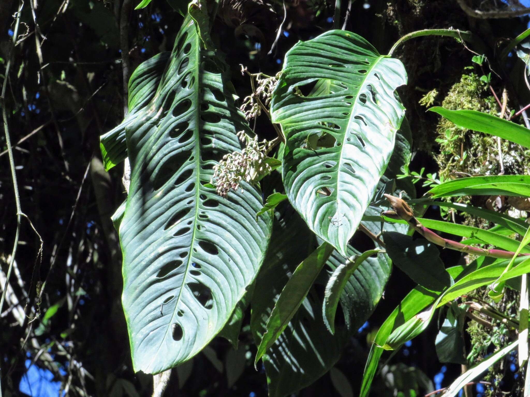 Monstera oreophila Madison的圖片