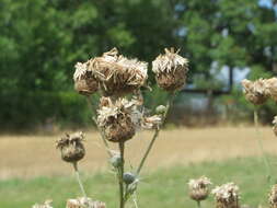 Image of greater knapweed