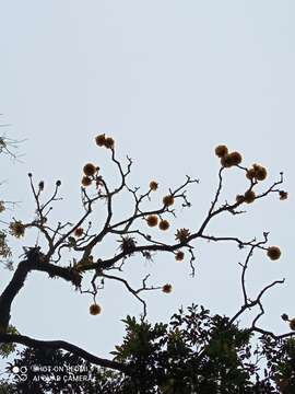 Image of Golden trumpet tree