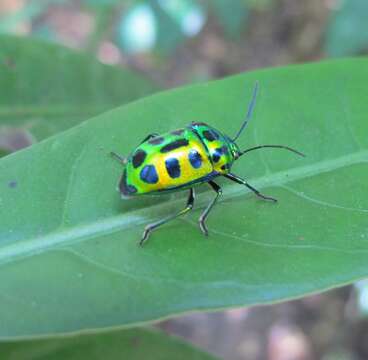 Image of <i>Chrysocoris stockerus</i>