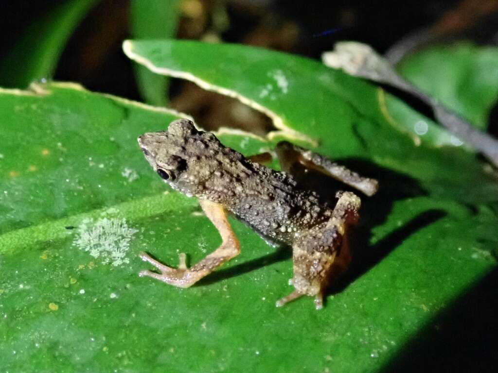 Image of Kadamaian Stream Toad