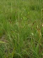 Imagem de Carex panicea L.