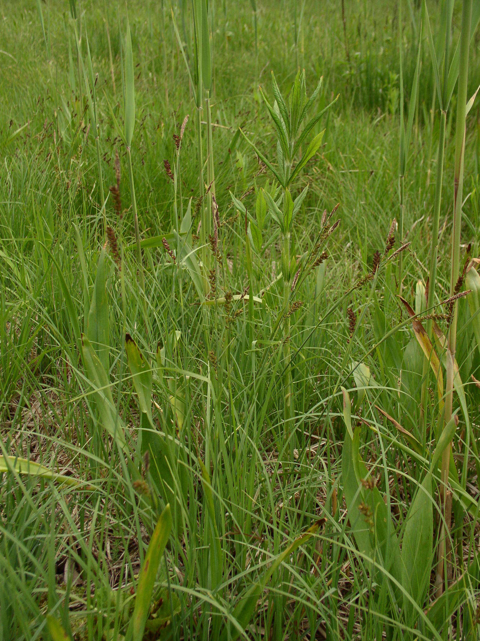 Image of carnation sedge