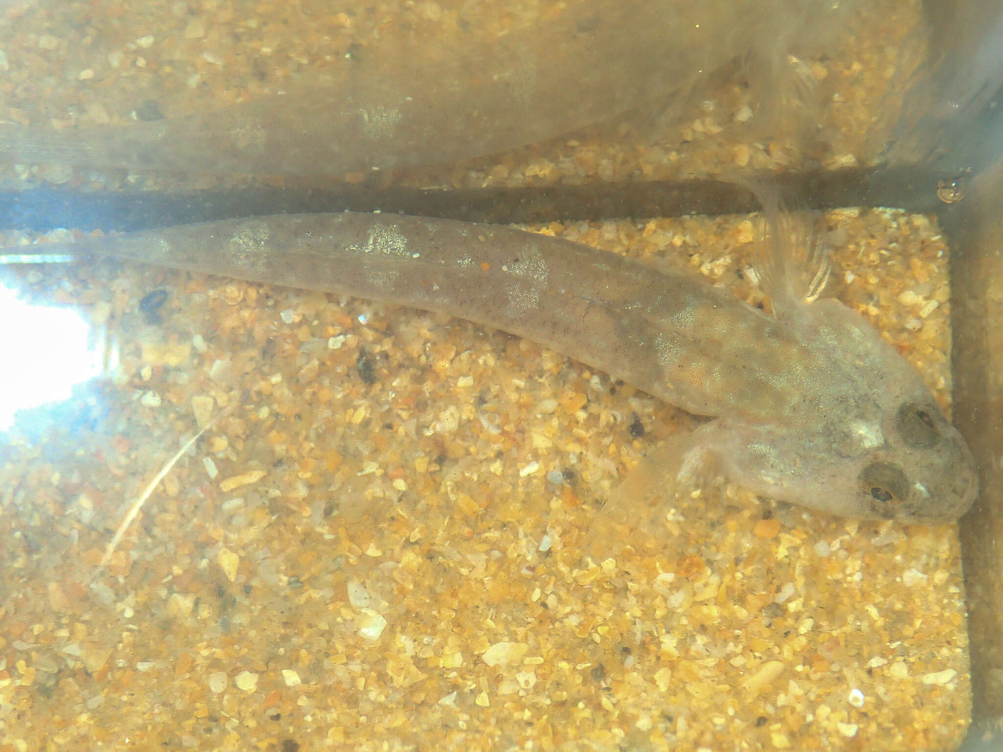 Image of Common Goby
