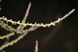 Image of Chambeyronia divaricata (Brongn.) Hodel & C. F. Barrett