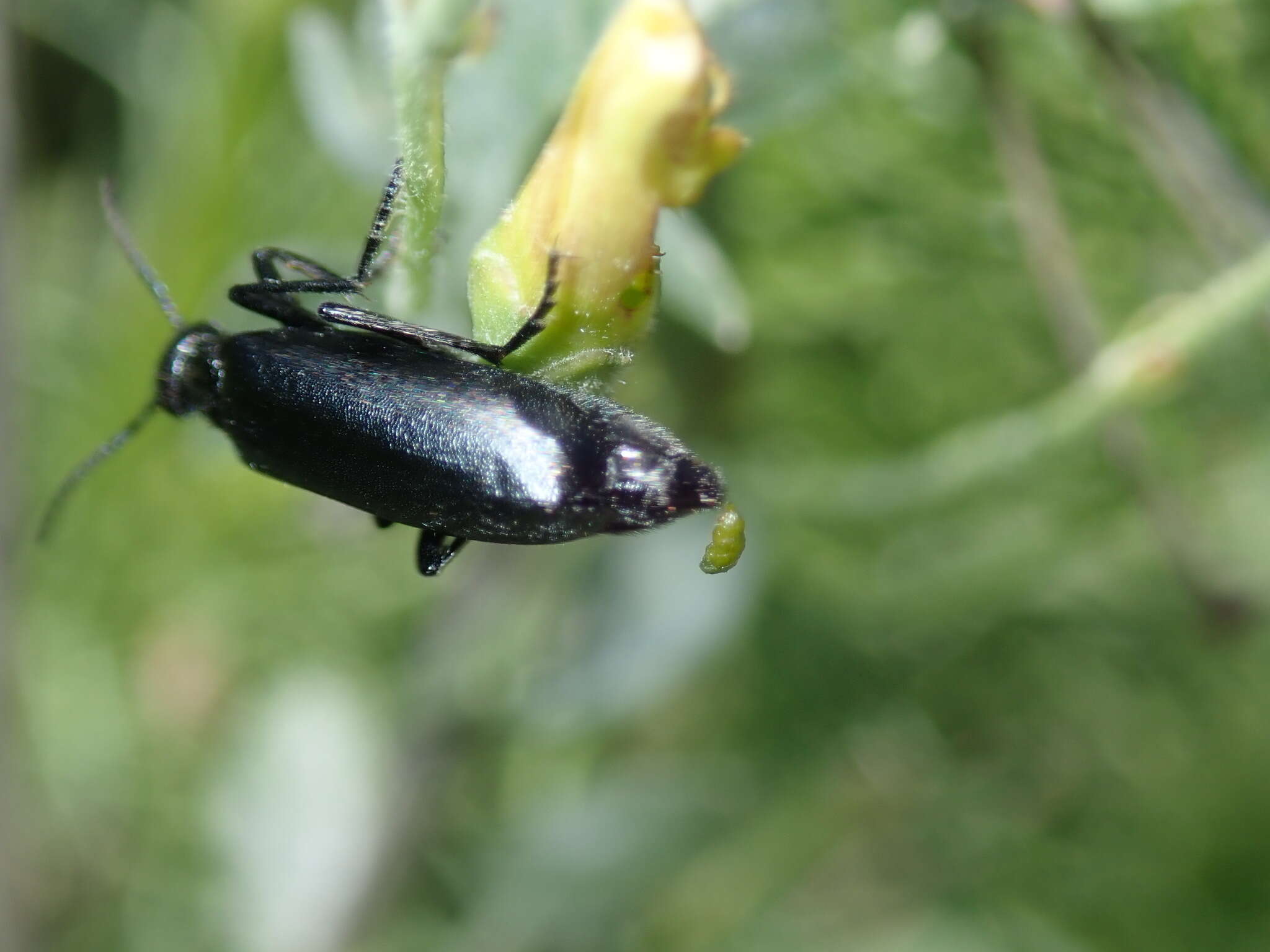 Image of Punctate Blister Beetle