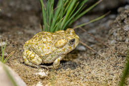 Image of Arroyo toad