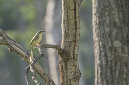 Image of Brown Prinia