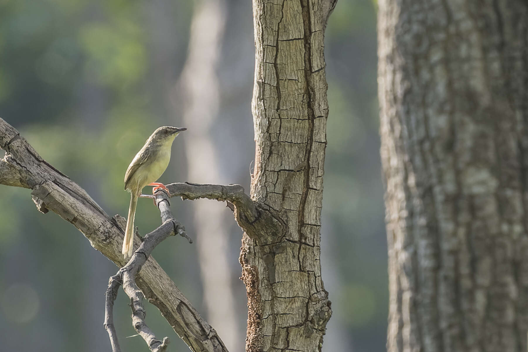 Image of Brown Prinia