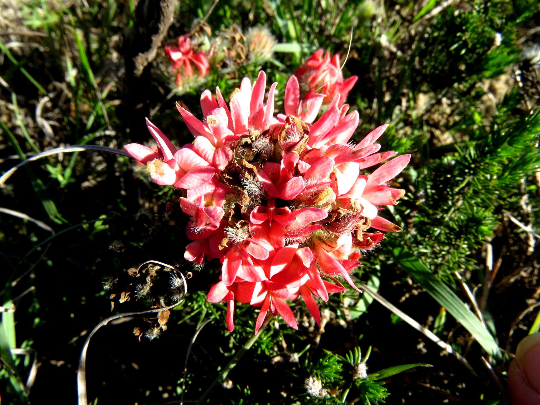 Image of Aspalathus rosea R. Dahlgren