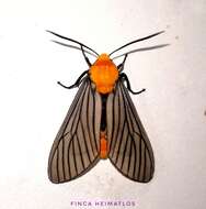 <i>Pseudischnocampa humosa</i> resmi