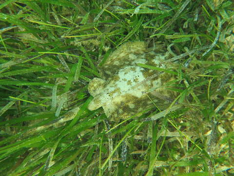 Image of Yellow Stingray