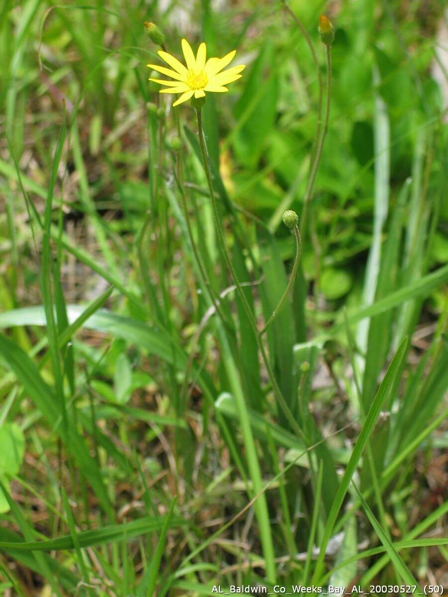 Image of Coastal-Plain Silk-Grass