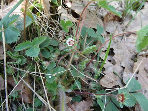 Image of pink barren strawberry