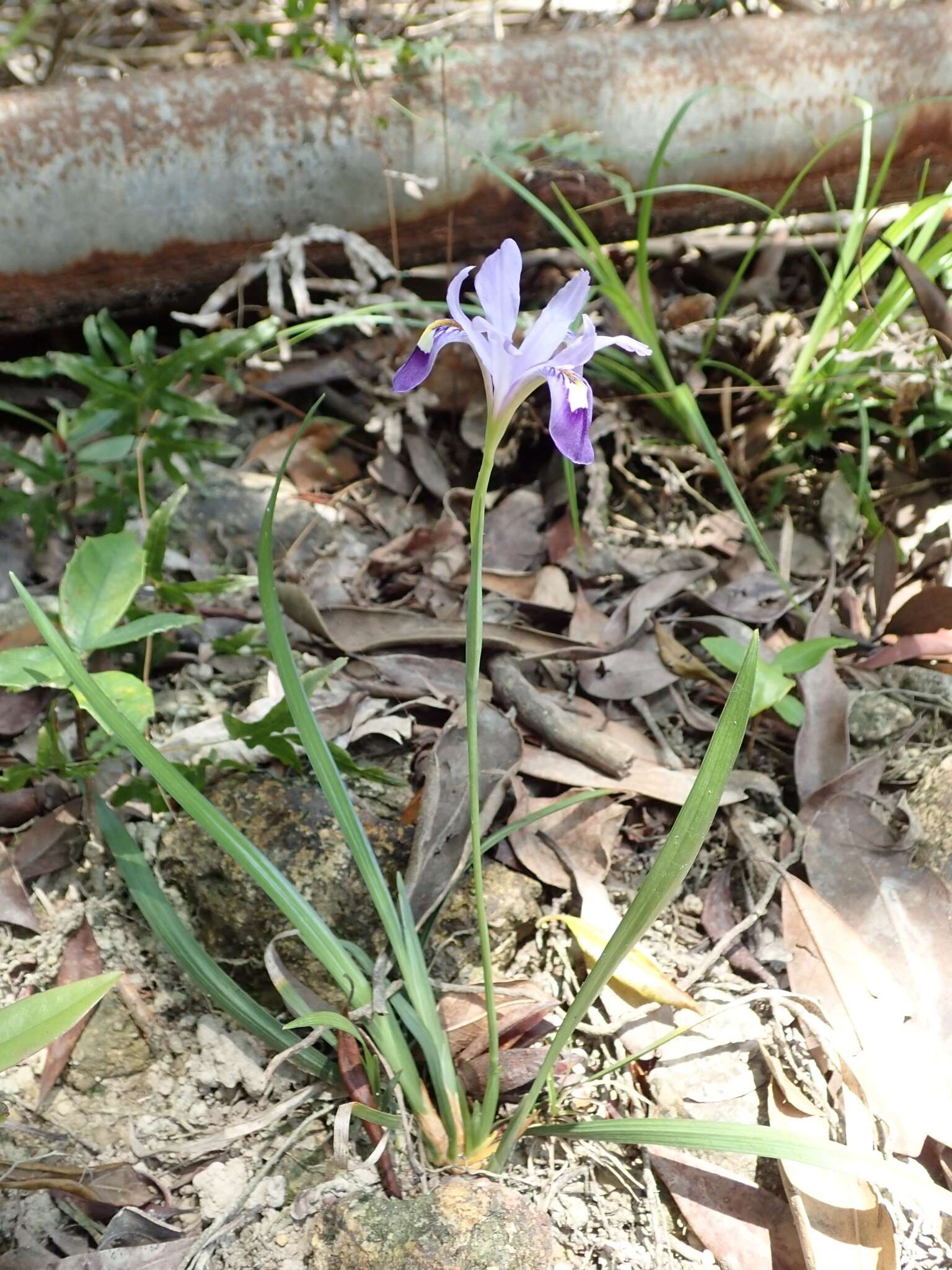 Image of Iris speculatrix Hance