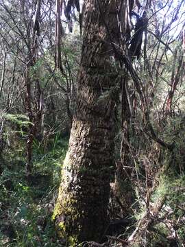 Image of Broad-leaved Sally