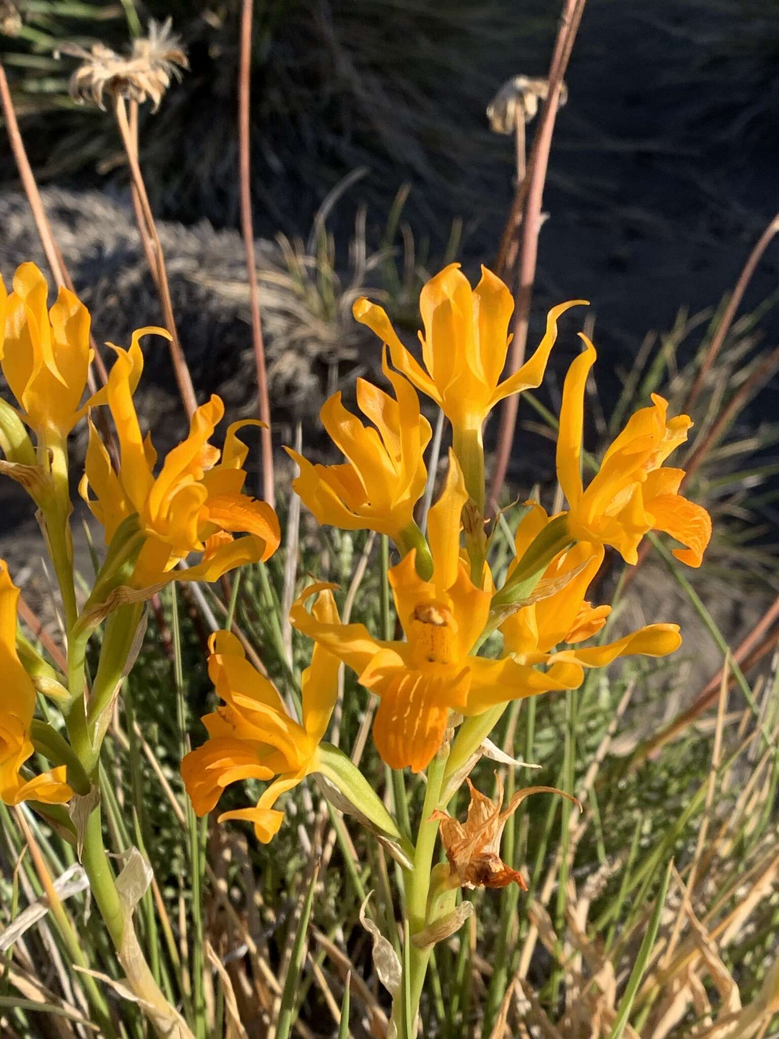 Plancia ëd Chloraea alpina Poepp.