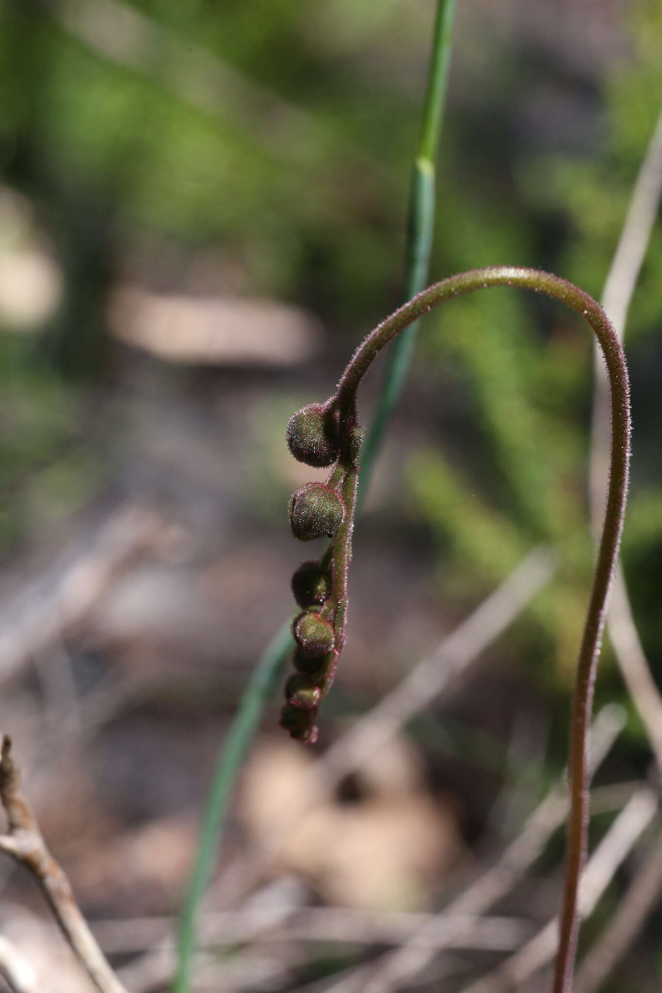 Image of Drosera hamiltonii C. R. P. Andrews