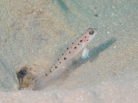 Image of Ambanoro shrimpgoby