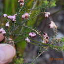 Image of Erica pogonanthera Bartl.