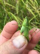 Image of Curve-tailed Bush Katydid