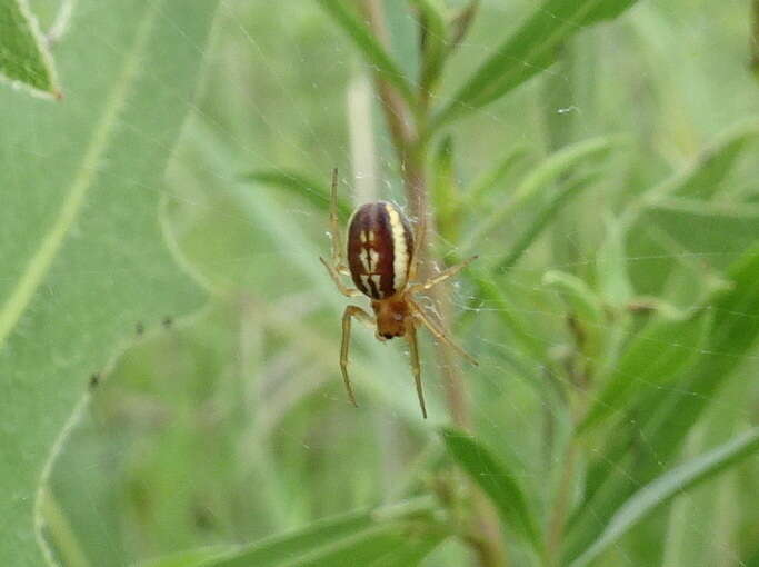 Image of Araneus pratensis (Emerton 1884)