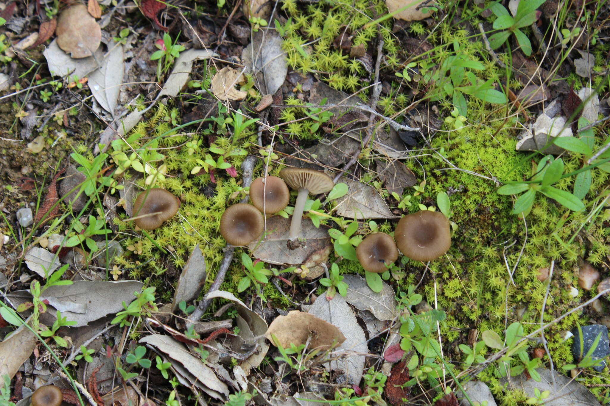 Image of Entoloma cistophilum Trimbach 1981