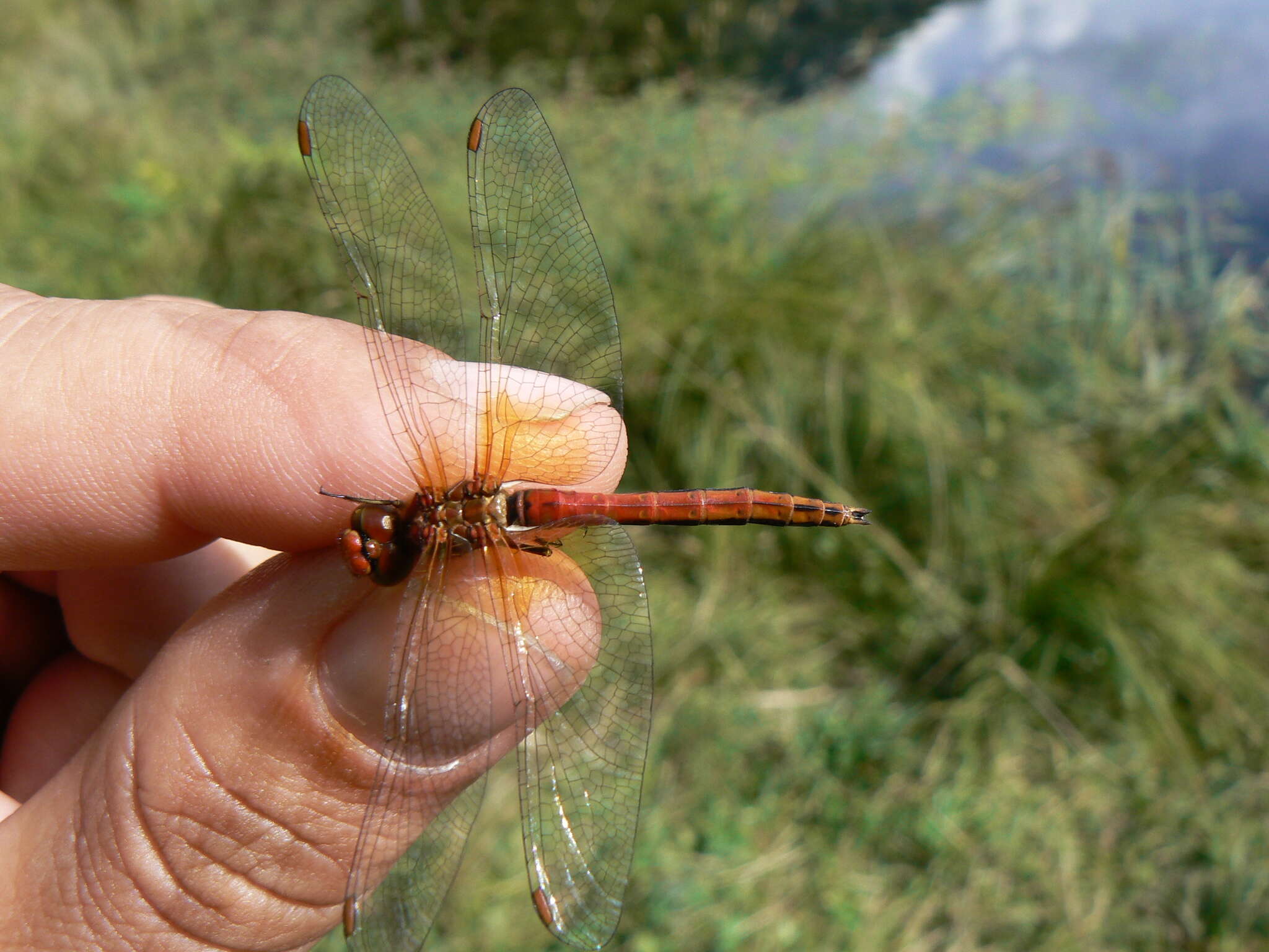 Image of Yellow-winged Darter