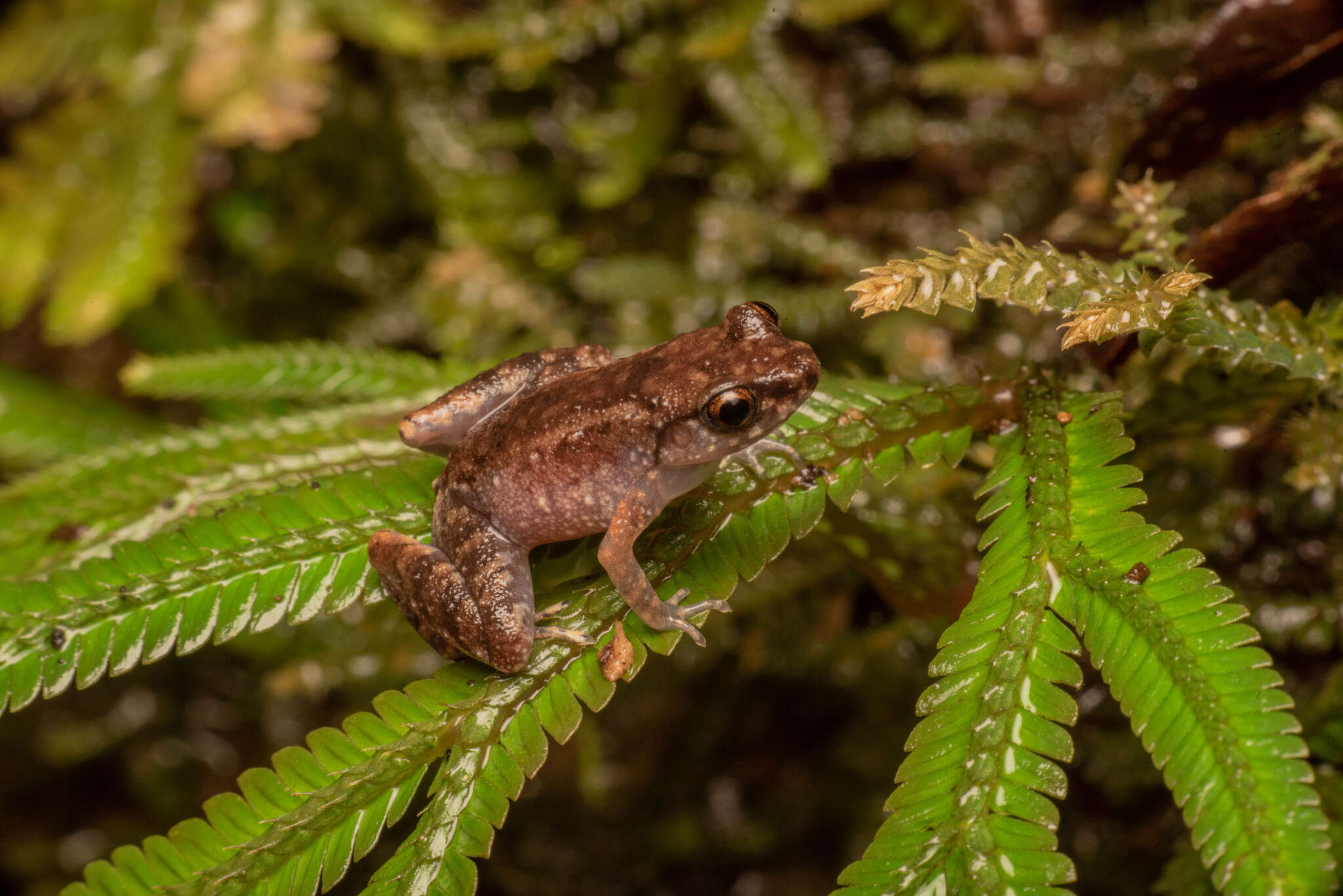 Image of Leptobrachella mjobergi Smith 1925