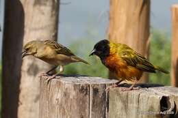 Image of Black-headed Weaver