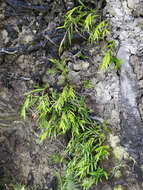 Plancia ëd Earina autumnalis (G. Forst.) Hook. fil.