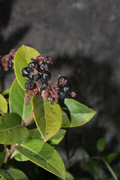 Image of Gaultheria glaucifolia var. rosei (Small) Luteyn