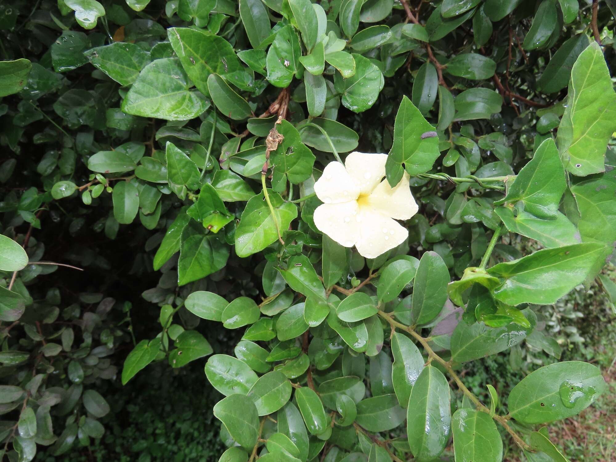 Image of Thunbergia dregeana Nees