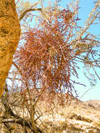 Image of mesquite mistletoe