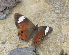 Image of Lasiophila prosymna Hewitson 1857