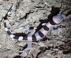 Image of Hemidactylus fasciatus Gray 1842