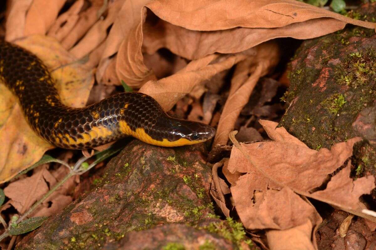 Image of Bombay Earth Snake