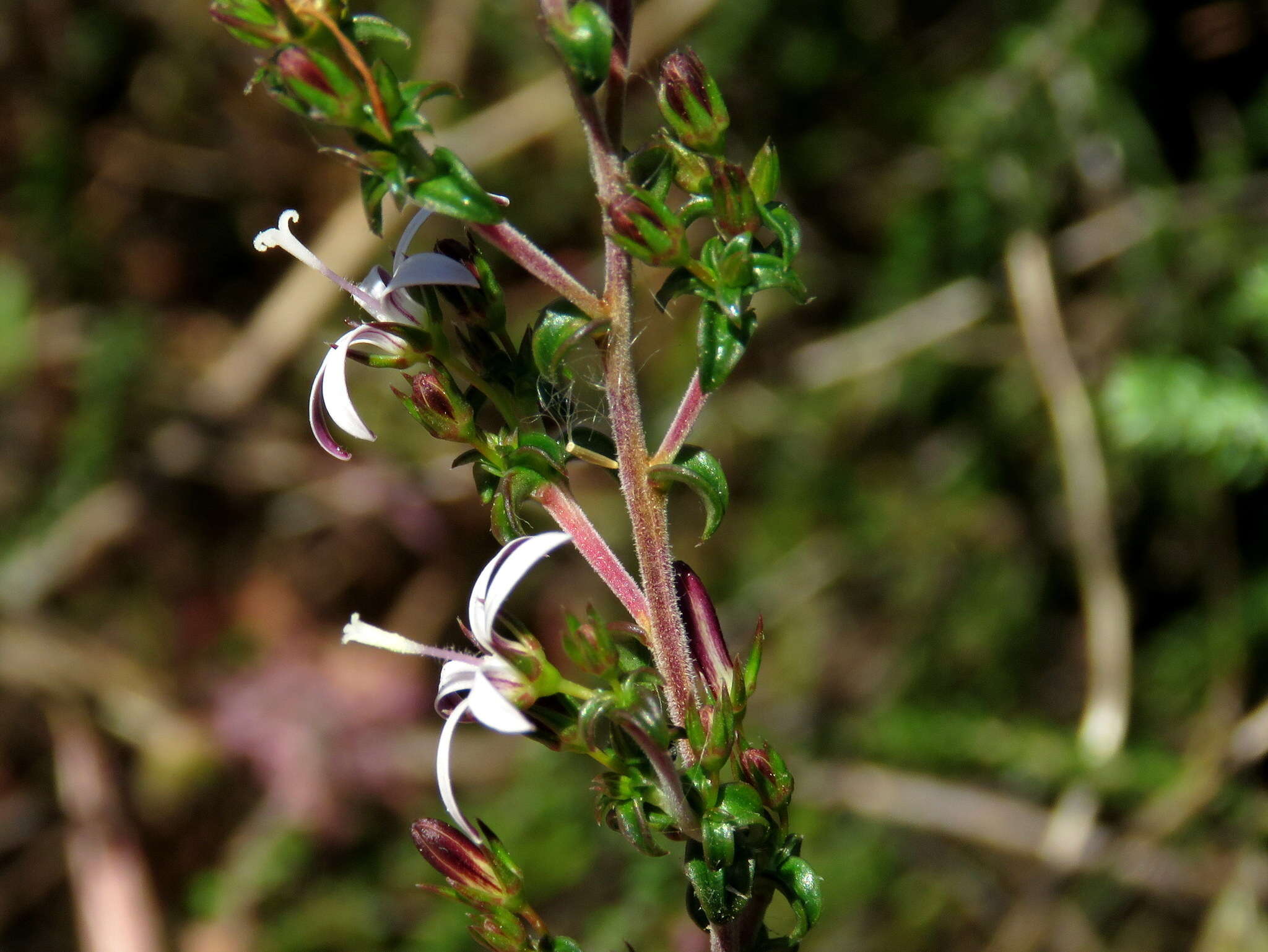 صورة Wahlenbergia tenella (L. fil.) Lammers