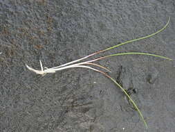 Image of three-rib arrowgrass