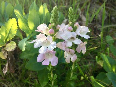 Imagem de Euphrasia collina subsp. osbornii W. R. Barker