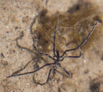 Image of lentil sea spider