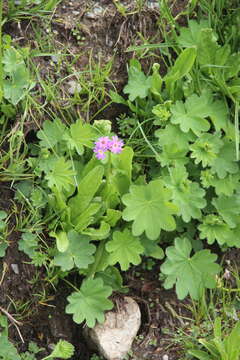 Слика од Primula auriculata Lam.