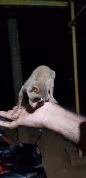 Image of slender loris