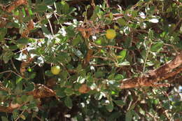Image of Elaeodendron zeyheri Turcz.