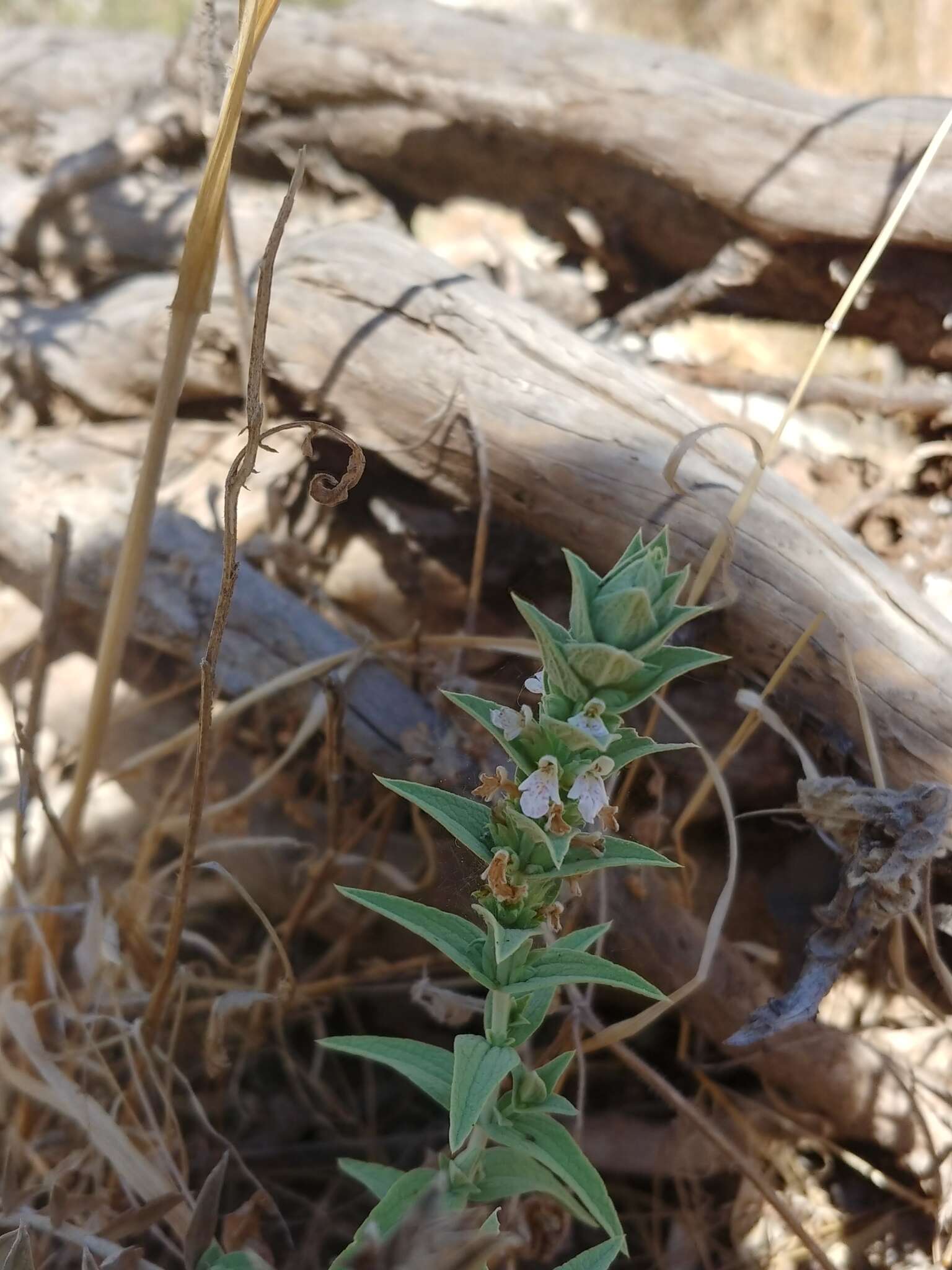 Слика од Stachys palaestina L.