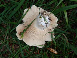 Image of Macrocybe crassa (Sacc.) Pegler & Lodge 1998