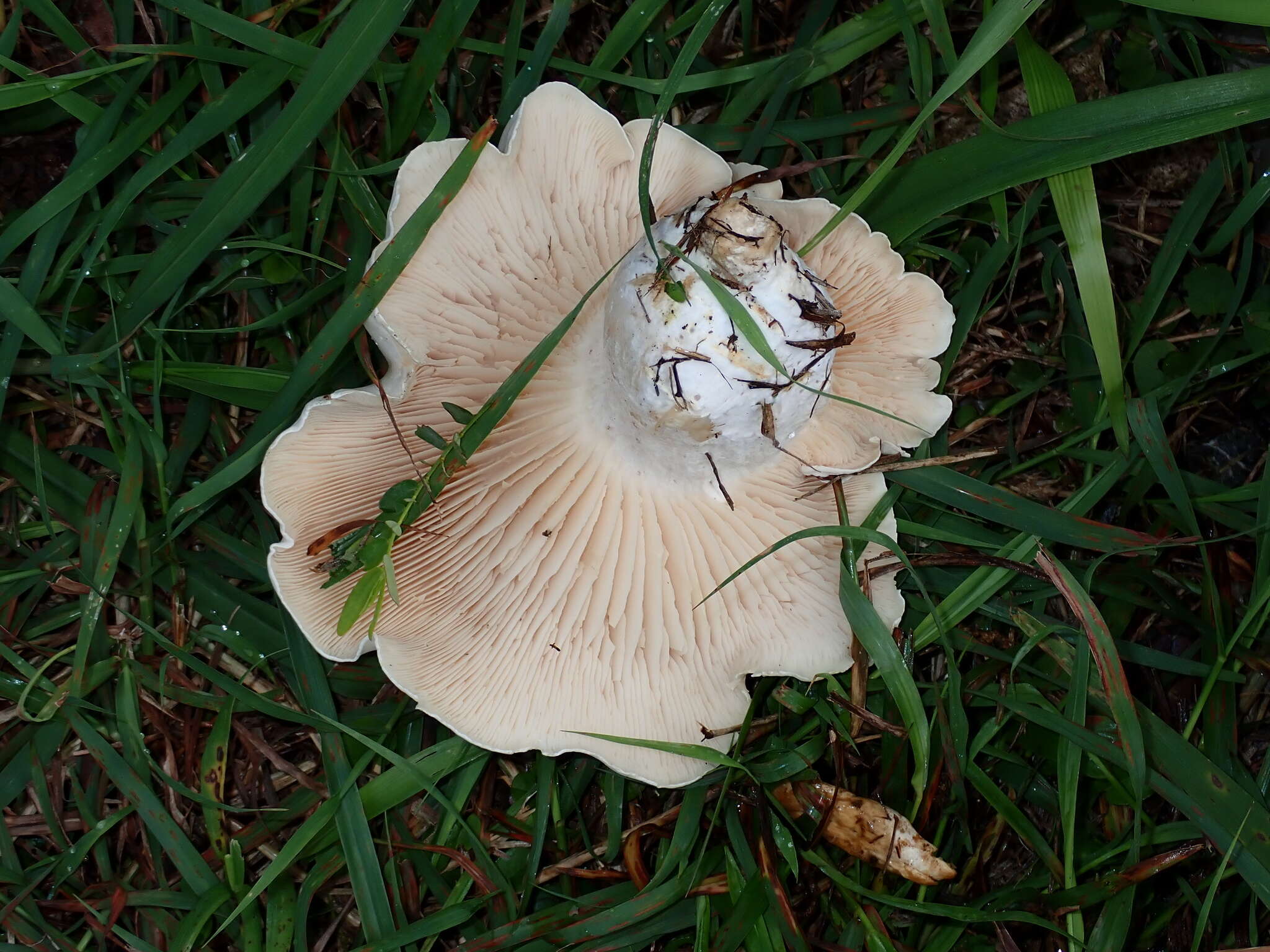 Image of Macrocybe crassa (Sacc.) Pegler & Lodge 1998