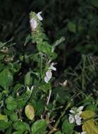 Image of Hairy buckweed