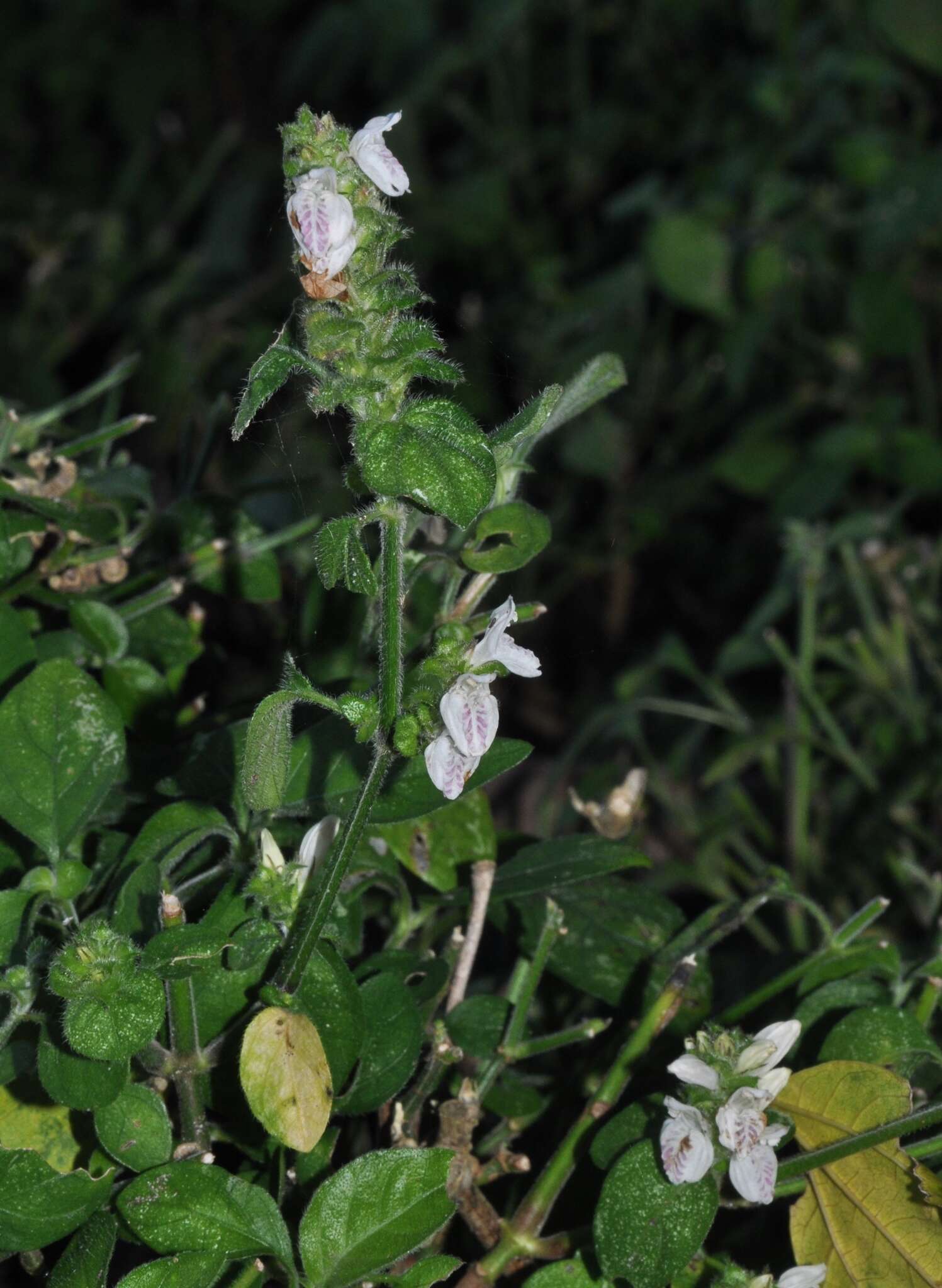 Image of Hairy buckweed